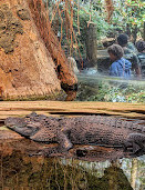 Tennessee Aquarium