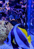 Tennessee Aquarium