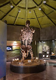 Museo de Paleontología Eliseo Palacios Aguilera