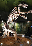 Museo de Paleontología Eliseo Palacios Aguilera