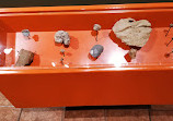 Museo de Paleontología Eliseo Palacios Aguilera