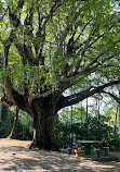 Batumi Botanical Garden