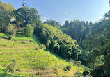 Batumi Botanical Garden