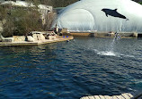 Dolphinarium in the zoo of Nuremberg