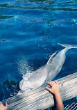 Dolphinarium in the zoo of Nuremberg