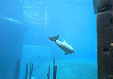 Dolphinarium in the zoo of Nuremberg