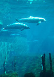 Dolphinarium in the zoo of Nuremberg