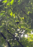 Arenal Volcano National Park Visitor Center