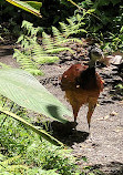 Arenal Volcano National Park Visitor Center