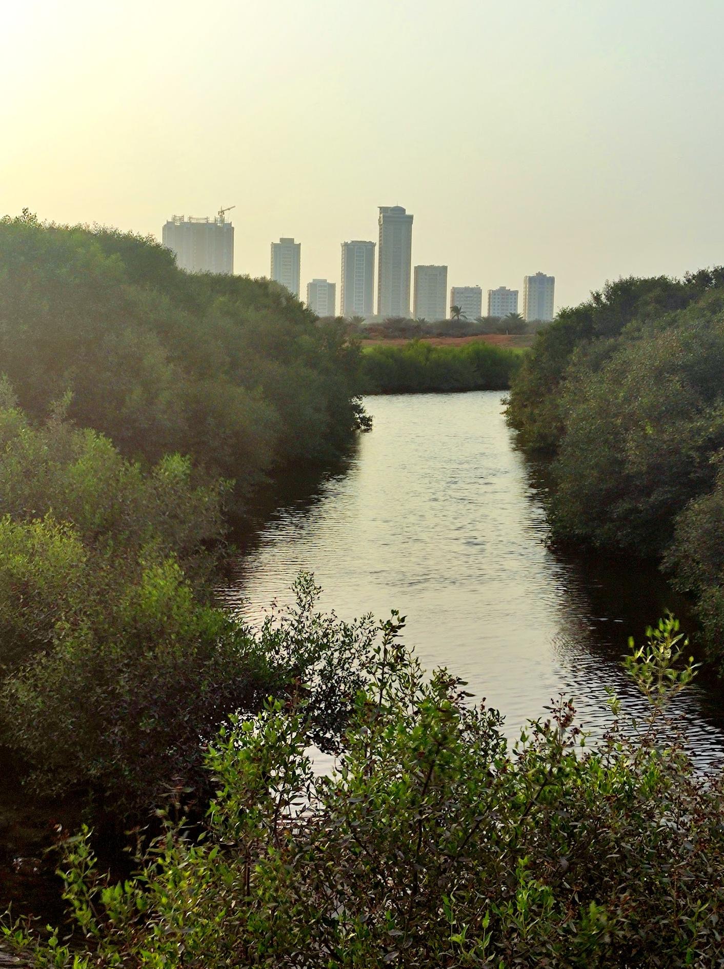 Mangroves