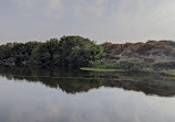 Mangroves