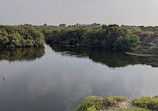 Mangroves