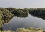 Mangroves