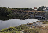 Mangroves