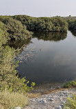 Mangroves