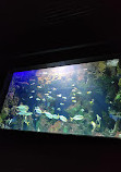 Aquarium