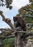 Skansen