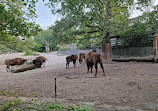 Skansen