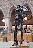 موزه تاریخ طبیعی دانشگاه آکسفورد