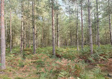 Thetford Forest