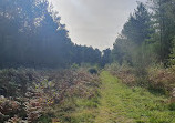 Thetford Forest