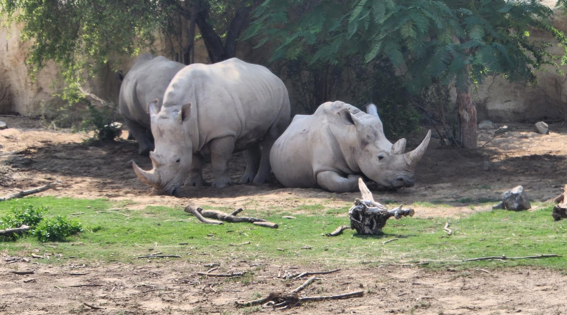 Safari Bus Tour