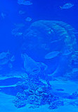 SEA LIFE Michigan Aquarium