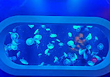 SEA LIFE Michigan Aquarium