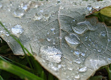 Dodder Parkı