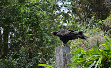 Currumbin Hill Conservatiepark