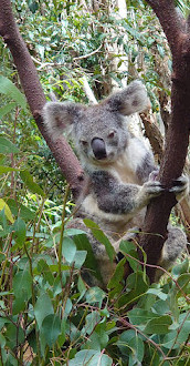 Currumbin Hill Conservatiepark