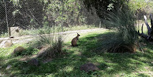 Currumbin Hill Conservatiepark