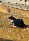 Broadwater Parklands Rockpools