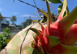 Coombabah Community Garden