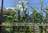 Coombabah Community Garden