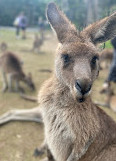 Currumbin Wildlife Sanctuary