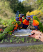 Currumbin Wildlife Sanctuary