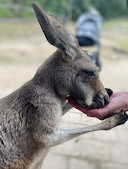 Currumbin Wildlife Sanctuary