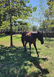 Belle Meade Historic Site & Winery