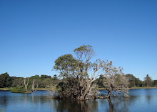 Parque Centenário