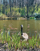 Meadowlark Botanical Gardens