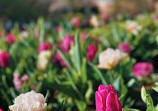 Meadowlark Botanical Gardens