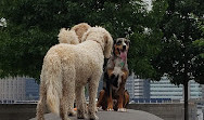 Gantry Big Dog Park