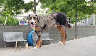 Gantry Big Dog Park