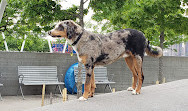 Gantry Big Dog Park