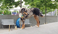 Gantry Big Dog Park