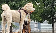 Gantry Big Dog Park