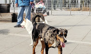 Gantry Big Dog Park