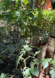 Sahakari Spice Farm