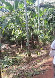 Sahakari Spice Farm